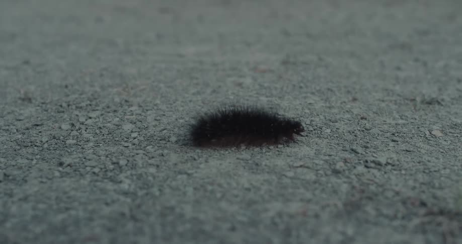 Caterpillar crawling across a concrete road