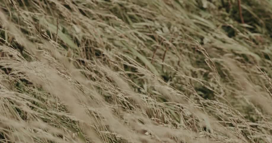 This video shows a closeup of tall dry grass blowing intensely in the wind the blades of grass are a mix of muted tan and green swaying rapidly across the frame