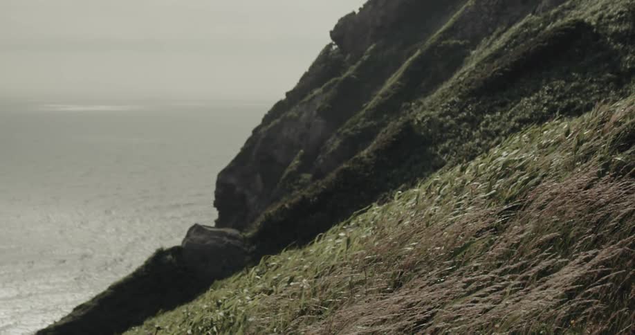 Coastal cliffside covered in vegetation with the ocean in the background