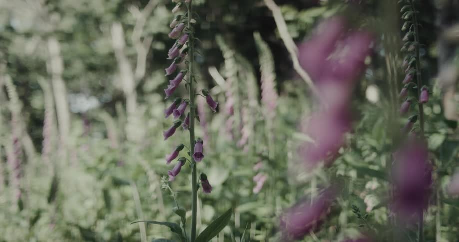 Closeup of pink foxglove growing wild on a summer day