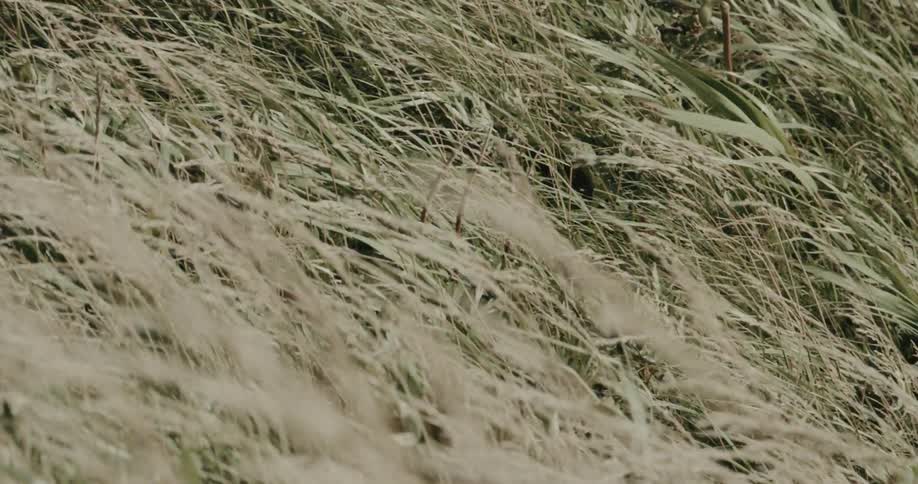 A gentle breeze ripples through a field of tall wild grass creating a constant flowing motion across the landscape