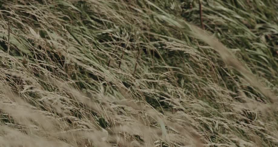 Green tall grasses swaying in the midday wind moving in smooth waves across the wild open landscape