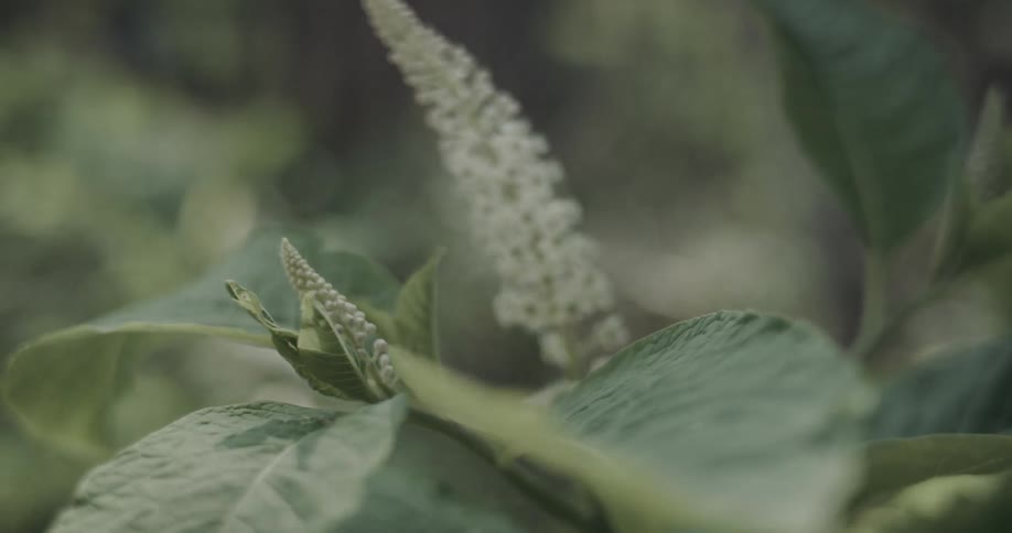 A closeup shot shows a cluster of small white flowers on a tall stalk surrounded by large green leavesthe camera slowly shifts its focus and angle capturing the delicate blooms as they sway gently in a soft natural light