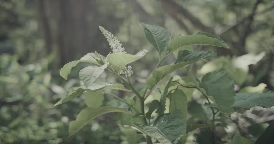 A small plant with green leaves moving in the wind