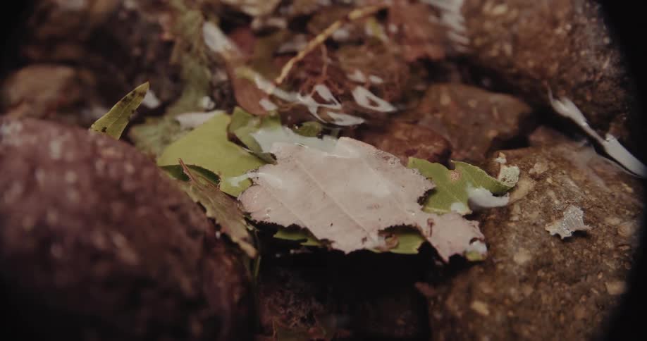 Leaves in a stream as water flows over rocks
