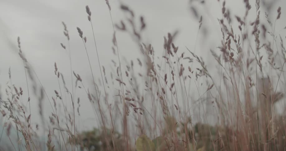 Plants and vegetation move in the breeze along the coast