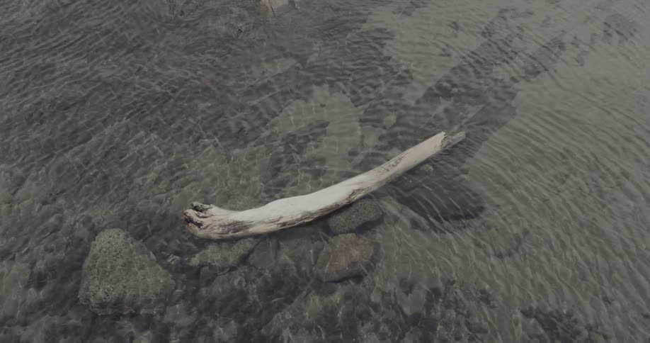 The log a thick pale and relatively straight horizontal line is formed by the piece of driftwood resting in the water it serves as the central visual anchor of the framethe ripples thin dark concentric lines ripple across the surface of the wate