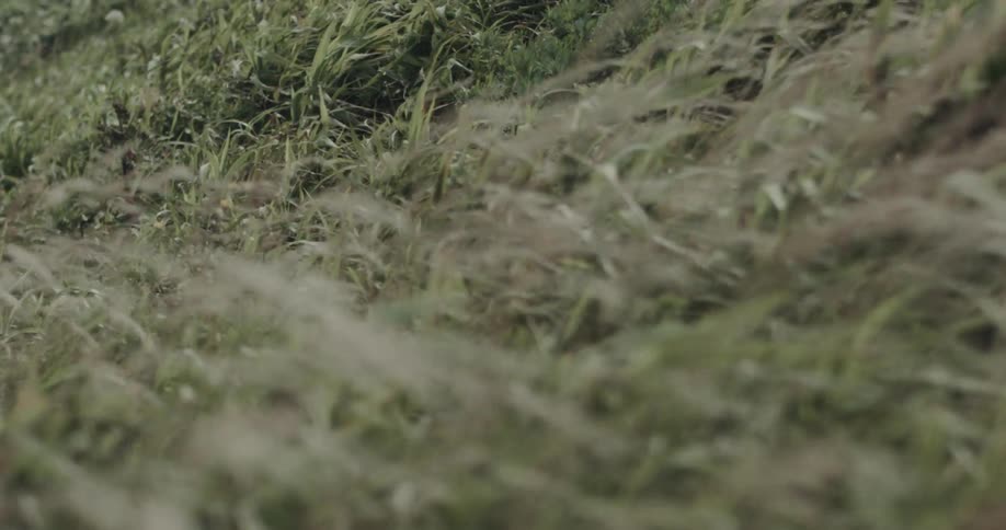 Tall vegetation sways in the wind on natural hillside
