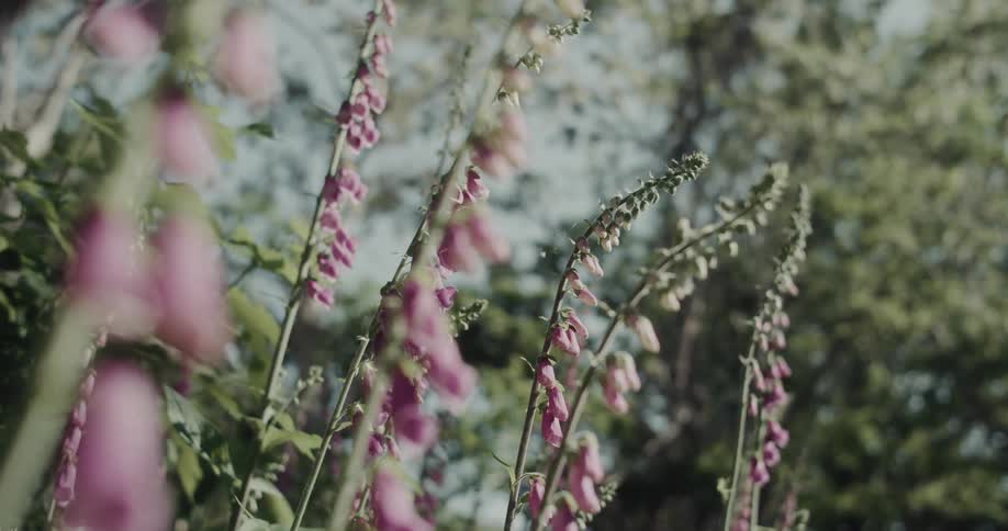 Tall stalks of delicate pink flowers stand against a softly blurred background of green leaves and trees gently swaying in the wind