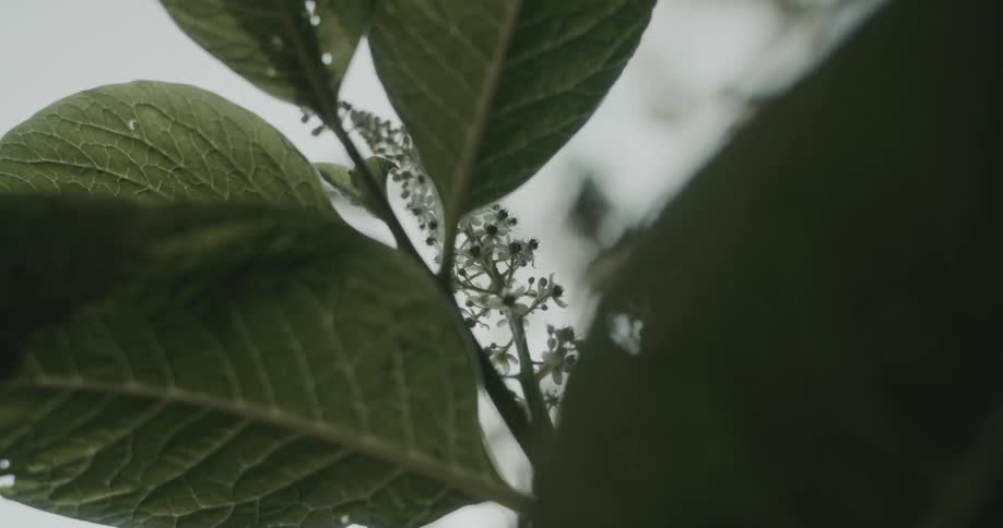 A macro shot captures the intricate veins of large green leaves and small white flower buds as they sway gently against a bright outoffocus sky in natural daylight