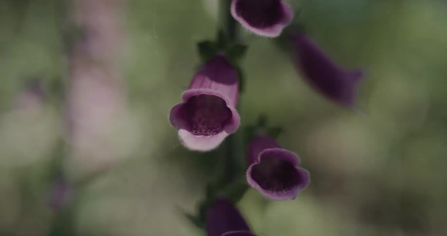 Flowers growing in a field moving in the breeze