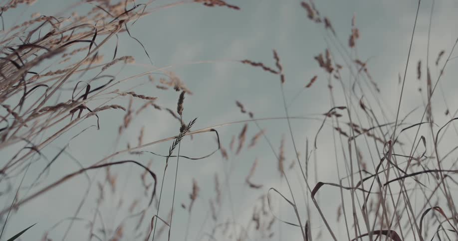 Tall grass and vegetation in a rural field