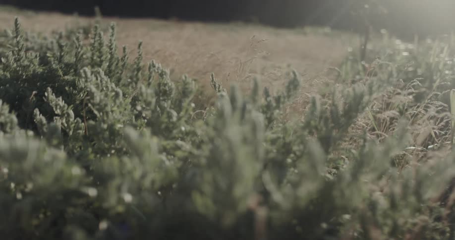 Golden sunlight streams across a field of swaying tall grass and low green shrubs casting a soft warm glow over the landscape as the camera moves slowly toward the silhouette of distant jagged mountain peaks