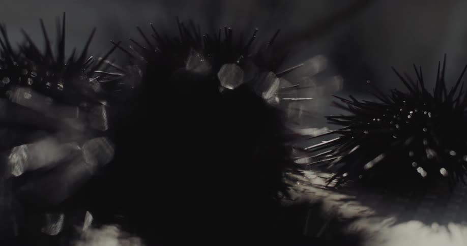 Closeup of small black spiky balls reflecting brightly in the sun
