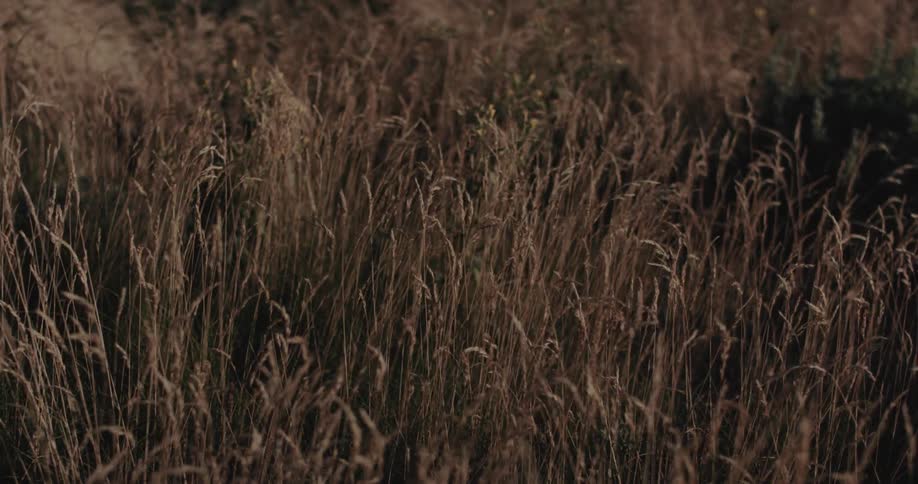 Tall dry grass moved by the force of the air