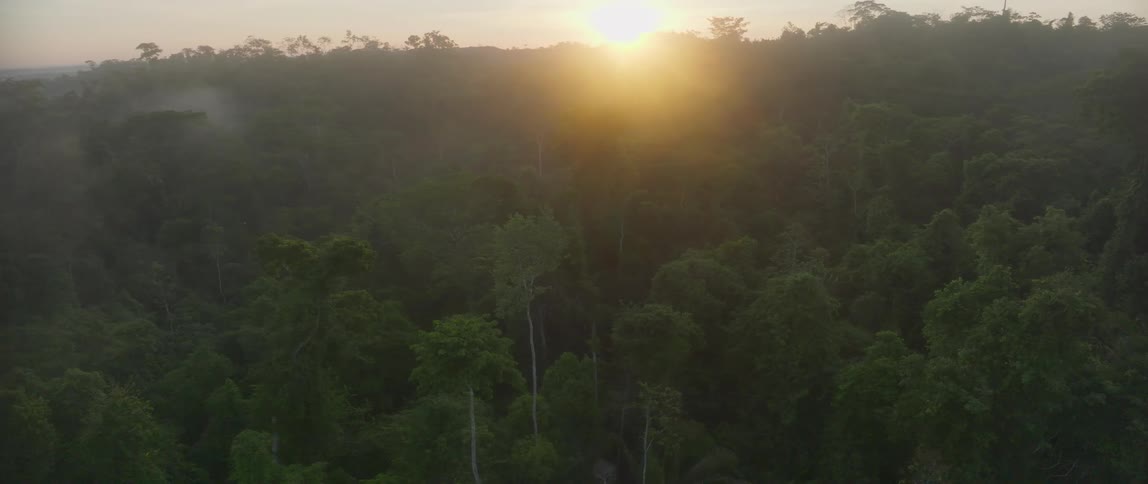Aerial view moving over trees in a forest as the sun glows on the horizon