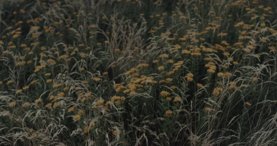 A dense field of tall dry grasses and small yellow wildflowers fills the frame