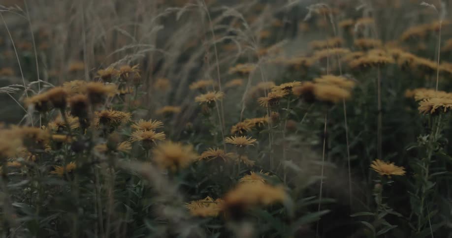 A grassland at midday filled with tall grasses and bright sunflowers gently swaying back and forth in the light wind