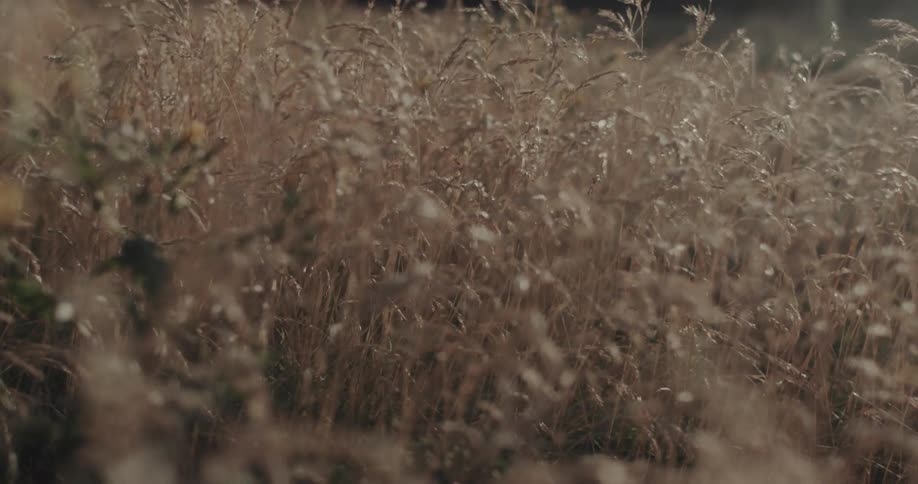 The view pushes slowly forward through a sunlit field of tall golden grass and other wild plants which blur into a soft abstract texture