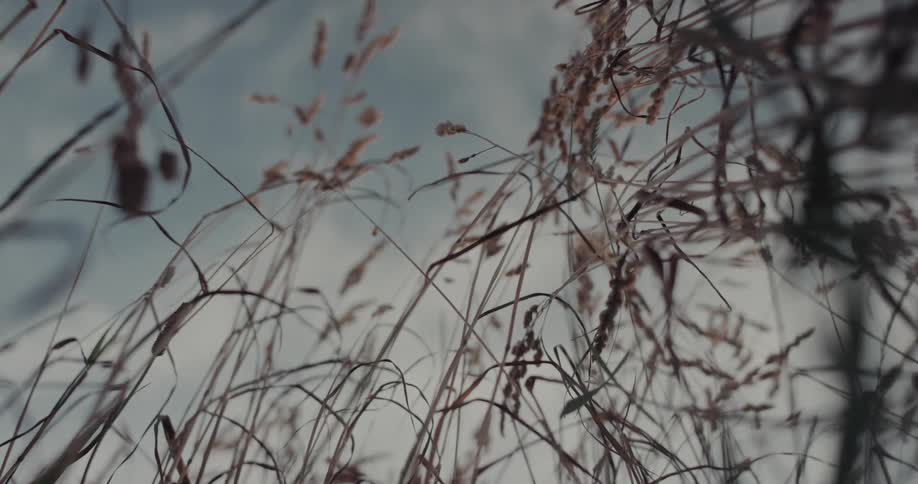 Grass against a cloudy blurry sky