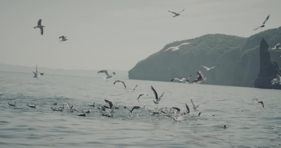 The birds fly around and dive towards the water