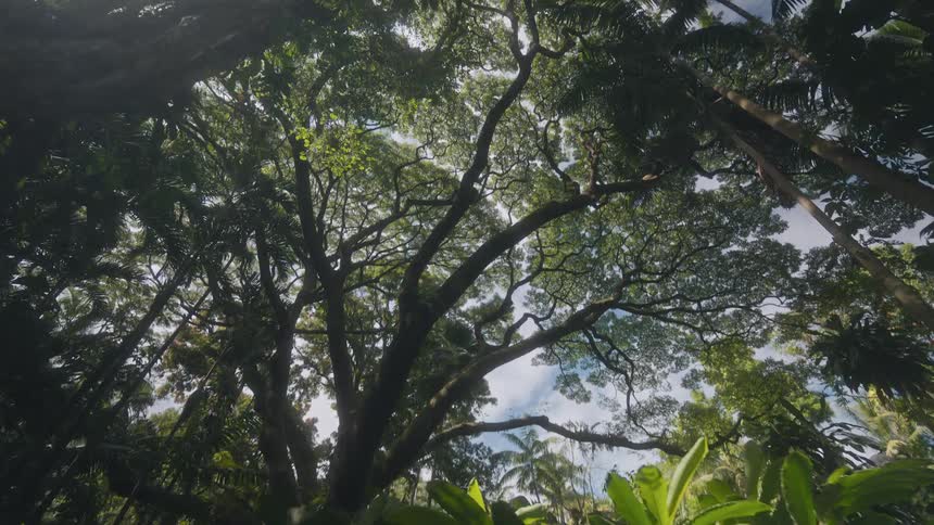Tall trees fill the tropical rain forest