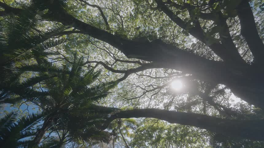 A forest densely packed with trees their branches and leaves overlapping to shade the sunlight and cast cool dappled patterns across the ground