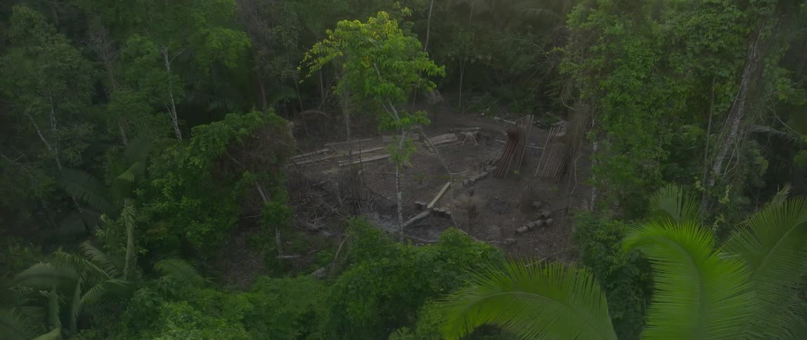 Some of the trees are cut down in the rain forest