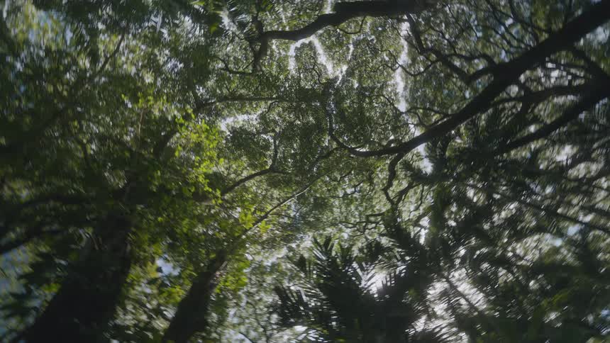 Dense tree canopy seen from below with natural light filtering through the branches
