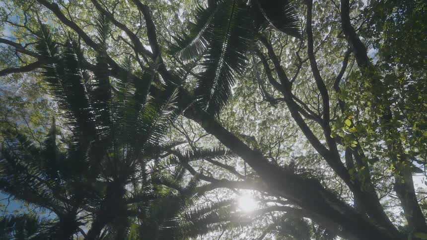 A forest filled with tall trees their leaves filtering the sunlight and casting soft shifting shade across the ground