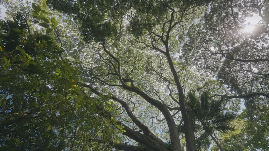 A view of a forest full of trees