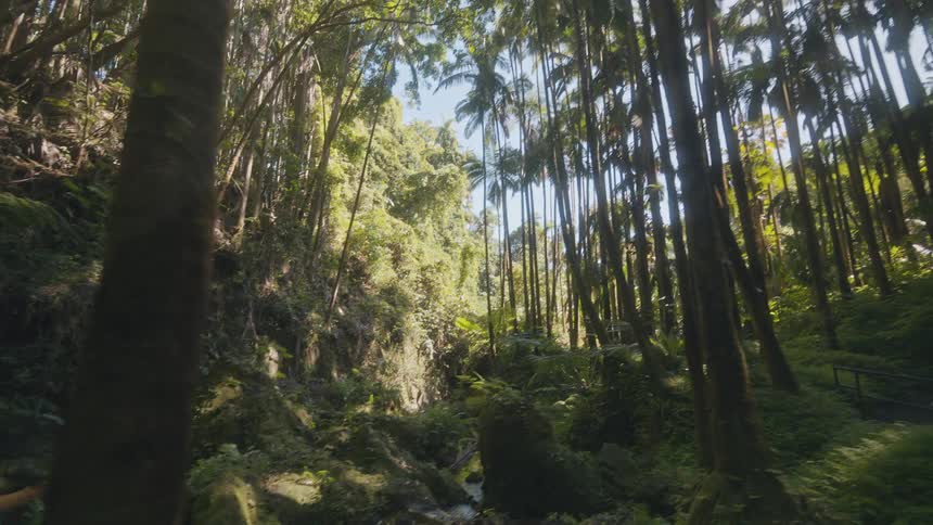 The rain forest is lush and full of green and water