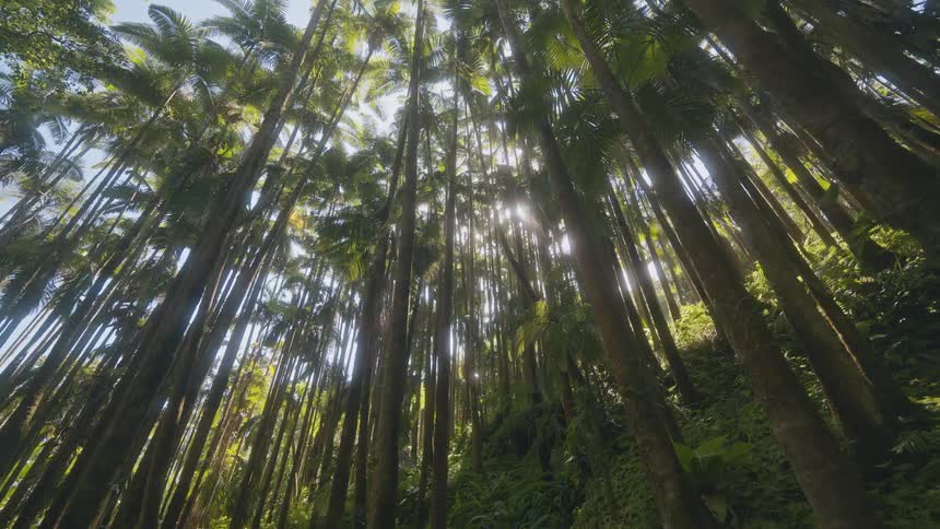A forest filled with tall palm trees at midday their wide leaves casting cool dappled shade across the forest floor