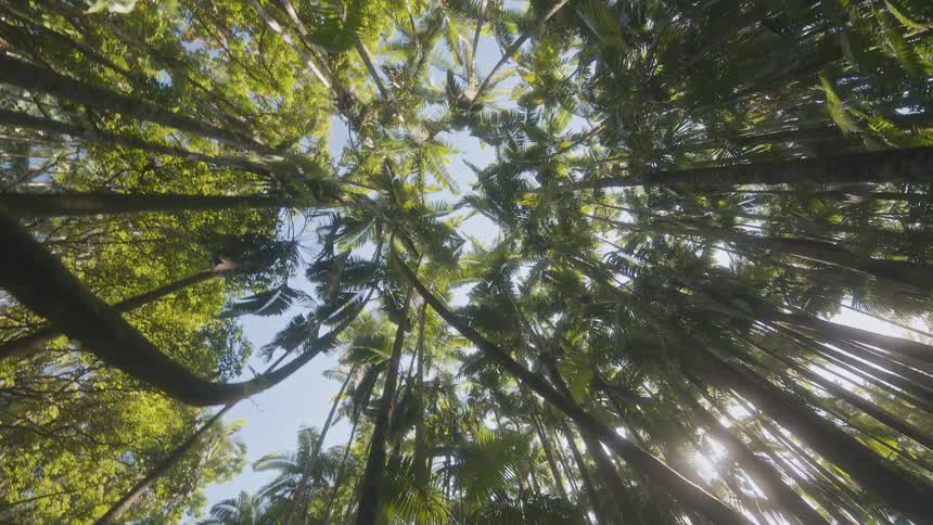 The tropical island is covered with very tall palm trees