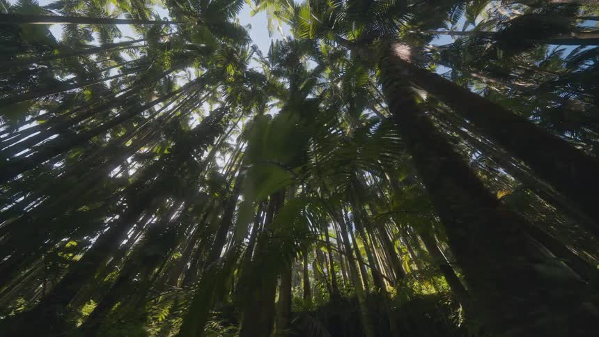 View looking up at tall palm trees in a tropical forest