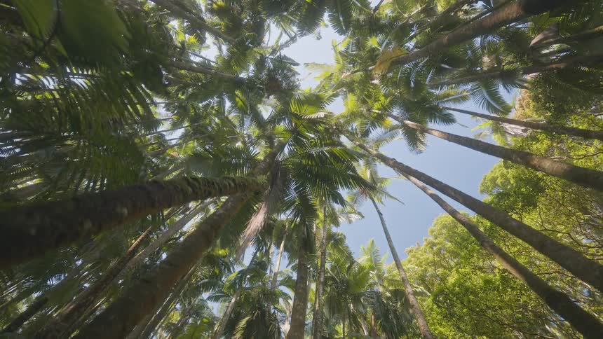 View looking up at tall palm trees in a tropical forest