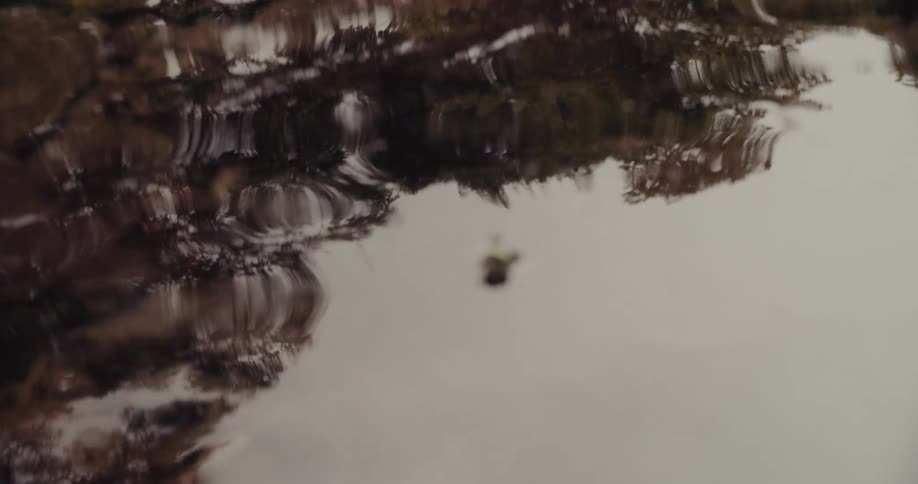Trees along the coast reflect on the water as it moves
