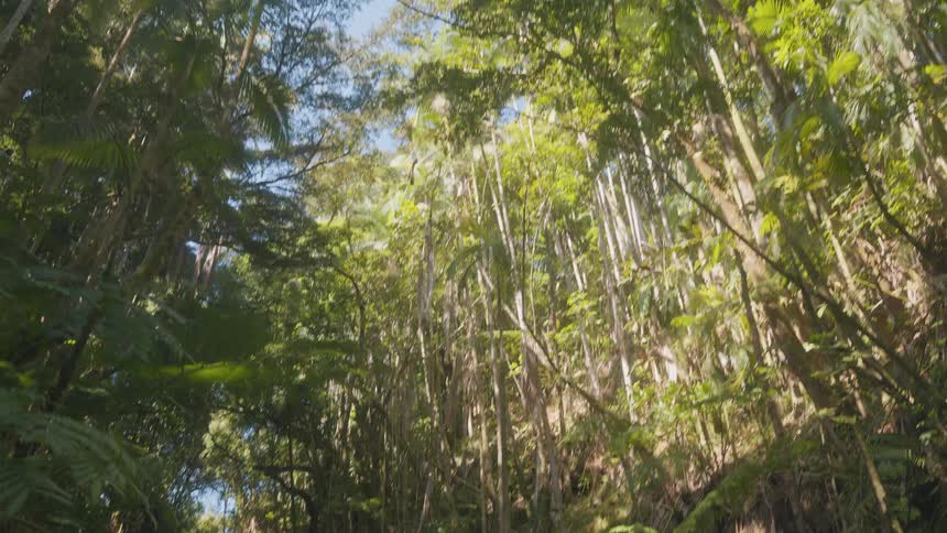 A rainforest at midday with a clear stream flowing through it surrounded by tall dense trees that create a vibrant sunlit canopy