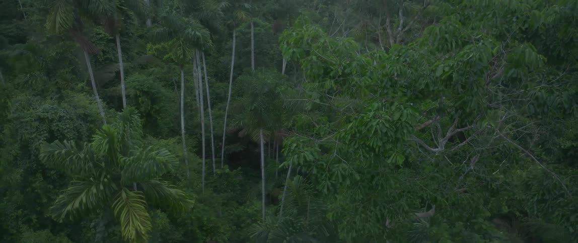 Dense vegetation covers tropical trees in humid forest