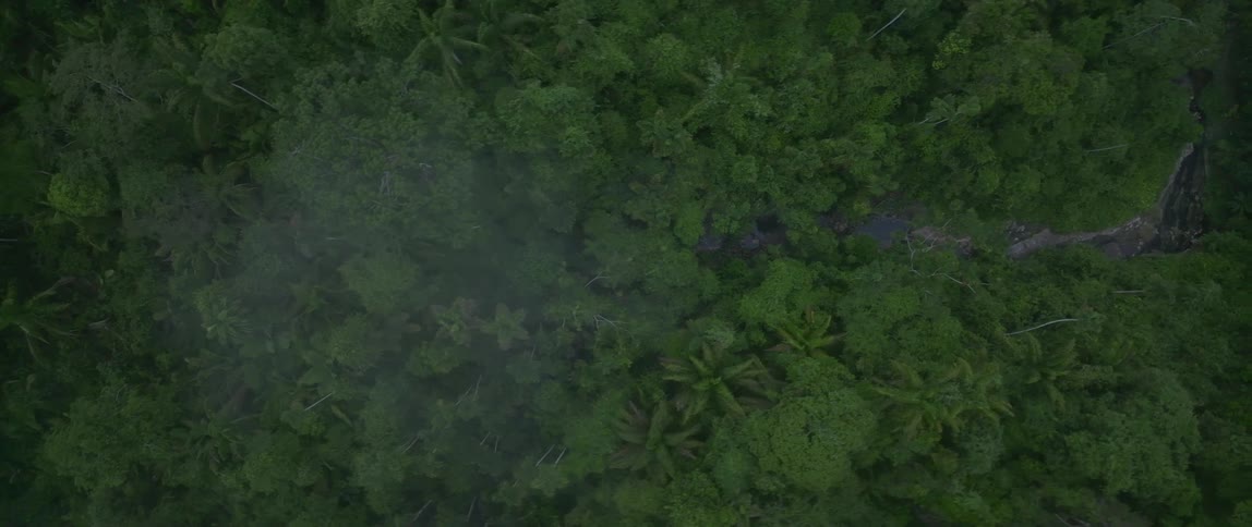Dense green canopy surrounds isolated structure in tropical forest