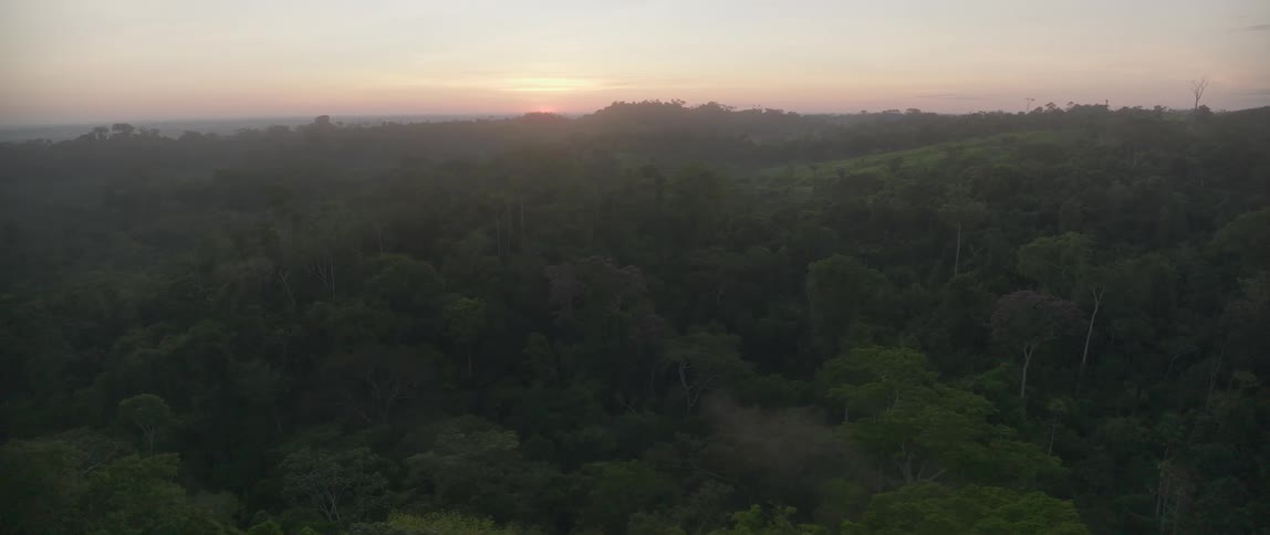 Dense forest seen from above at sunrise with sunlight on the horizon
