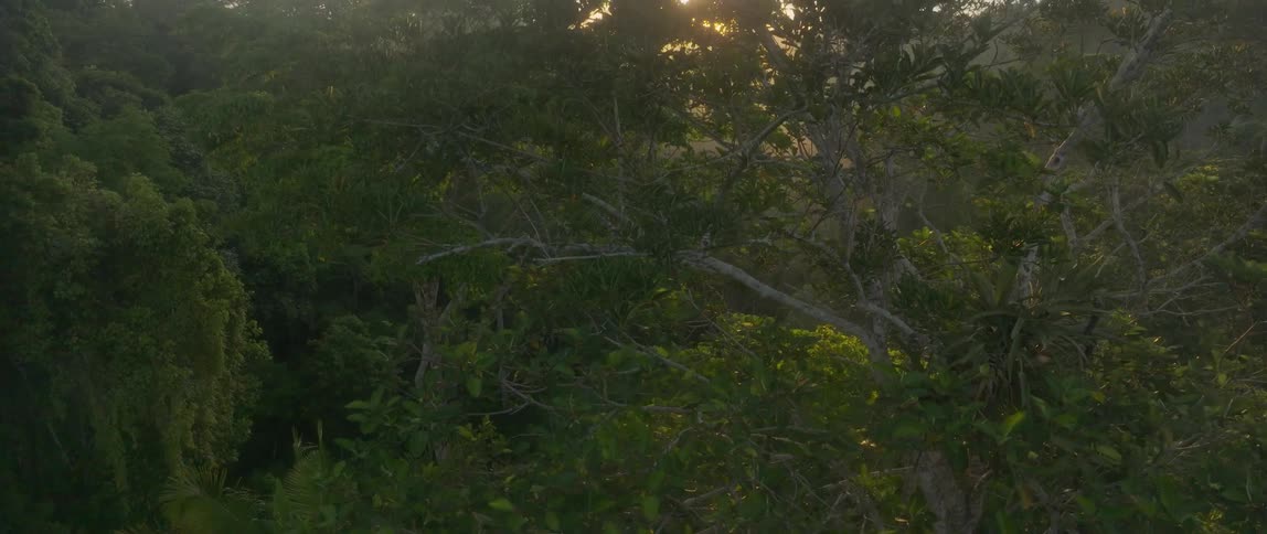 A view of trees in a forest