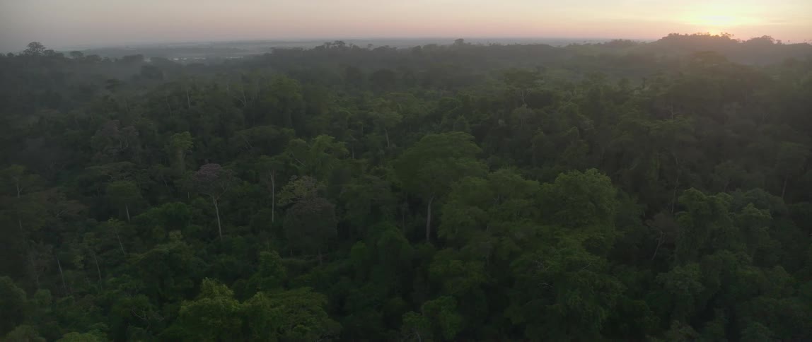 Aerial view moving over trees in a forest under a hazy sky