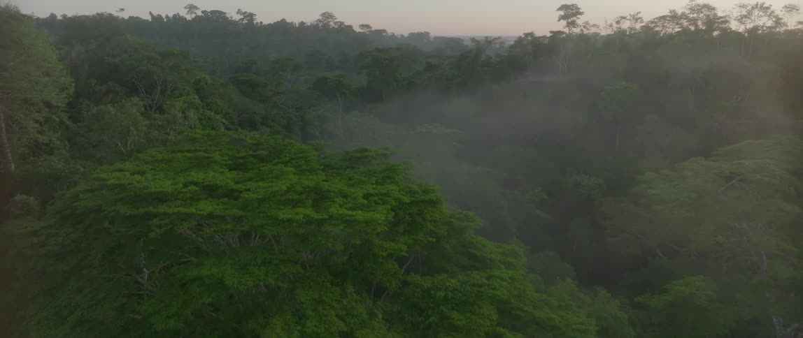 Dense fog partially obscures dense forest canopy during the daytime