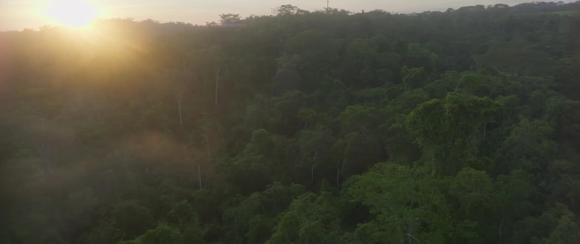 Aerial view moving over treetops in a forest as the sun shines on the horizon
