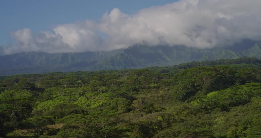 An aerial view of a forest full of trees