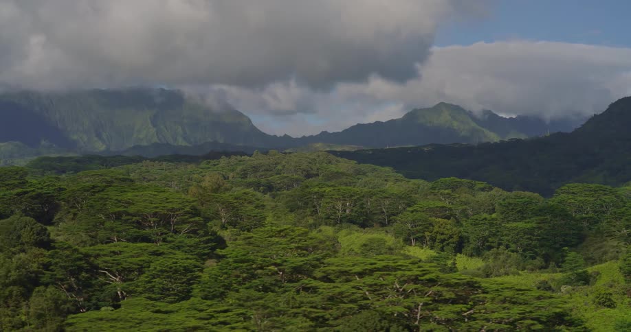 An aerial view of a forest in a mountain area