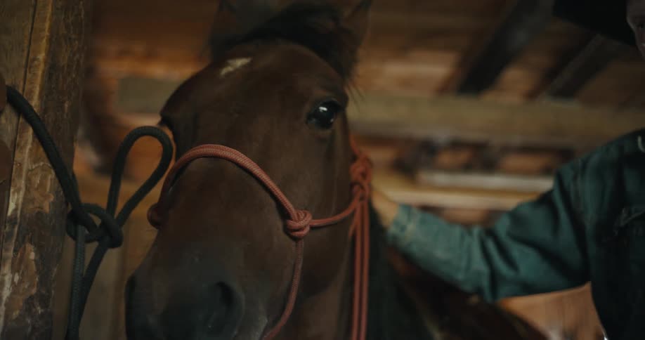 Cowboy pats a horse while standing in the stable during the daytime