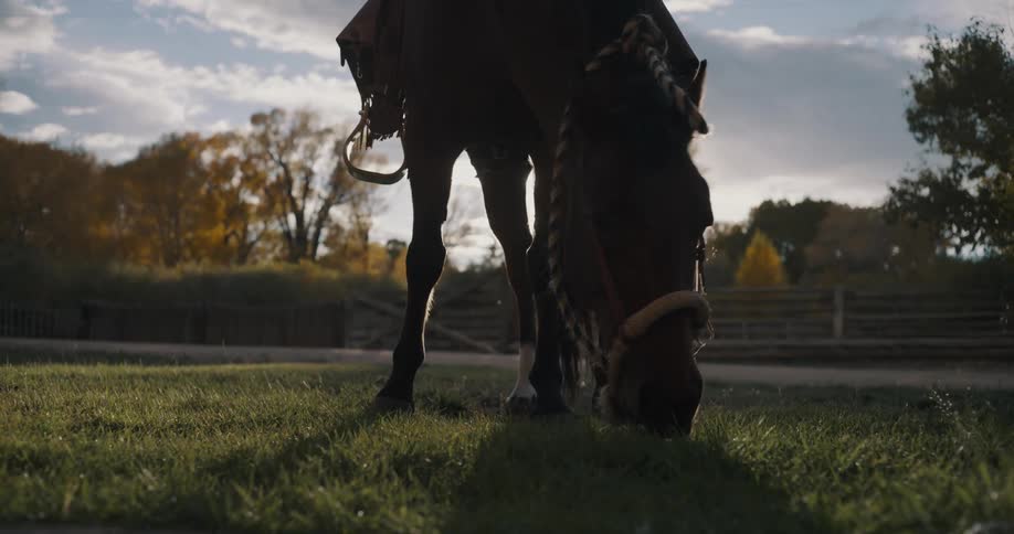 A saddled horse grazes in a grassy field with the sun setting behind it creating a strong silhouette