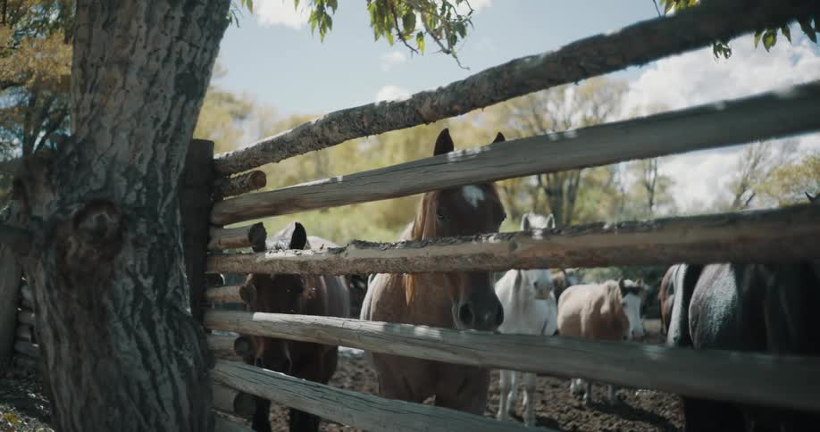 Horses look through a wooden fence in a treelined rural area